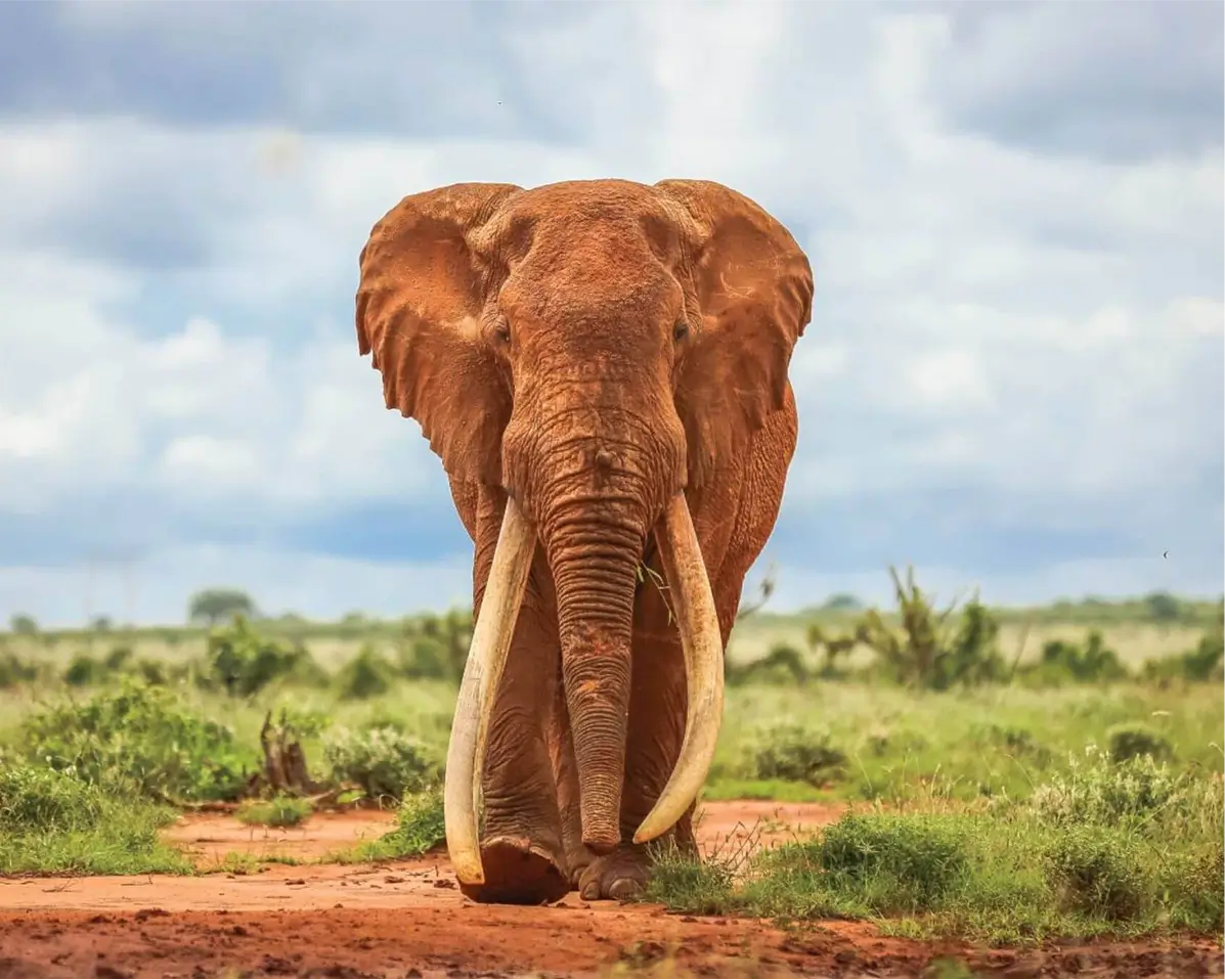 Safari experience with Savannah Explore Africa