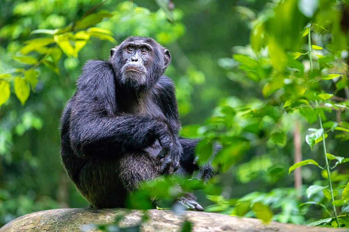 Chimpanzee tracking Kibale Forest Uganda