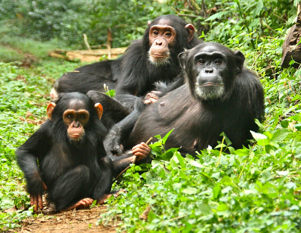 Chimpanzees in Kibale Forest Uganda
