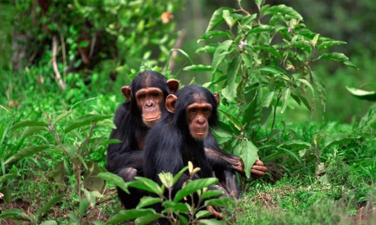 Chimpanzee Trekking