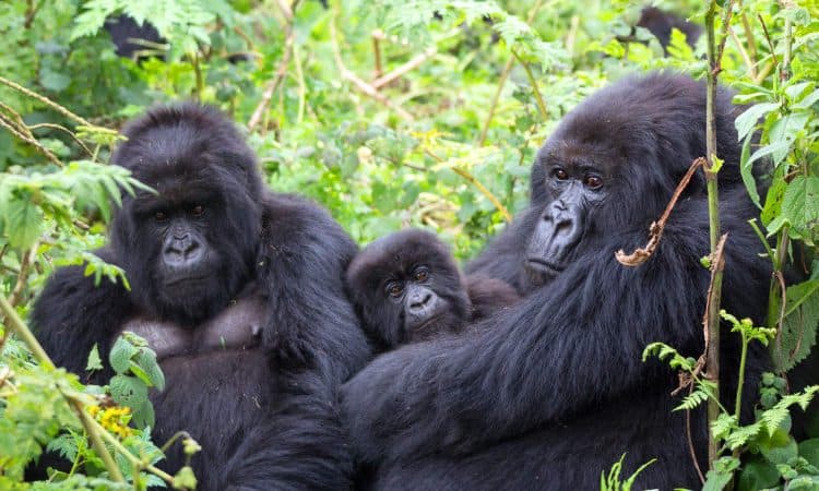 Bwindi Impenetrable Forest gorilla habitat