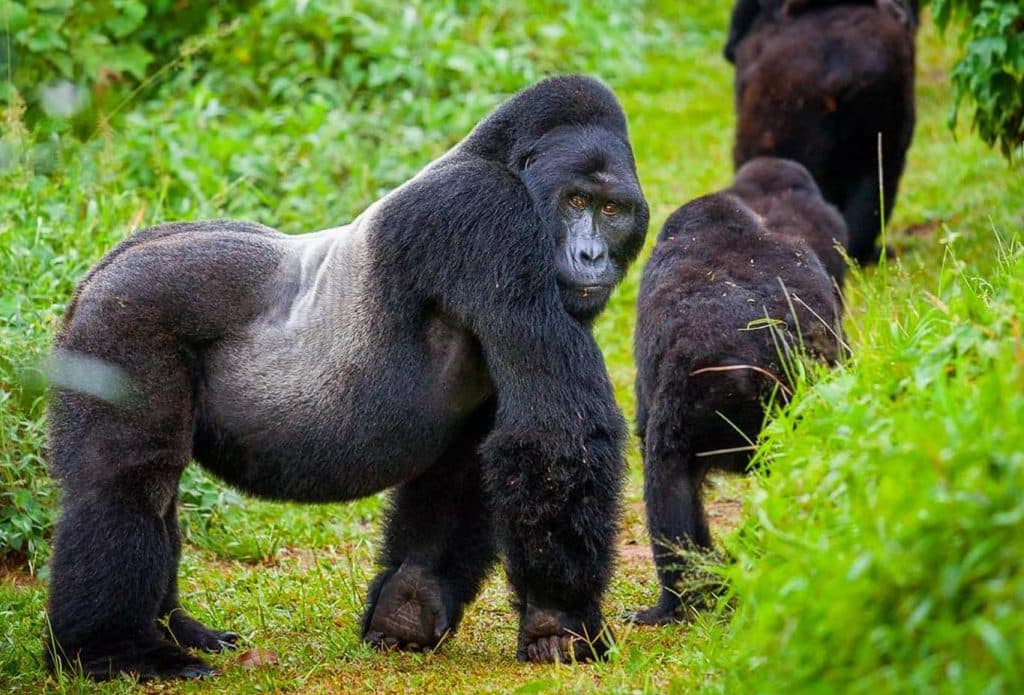 Mountain gorilla silverback Uganda Bwindi