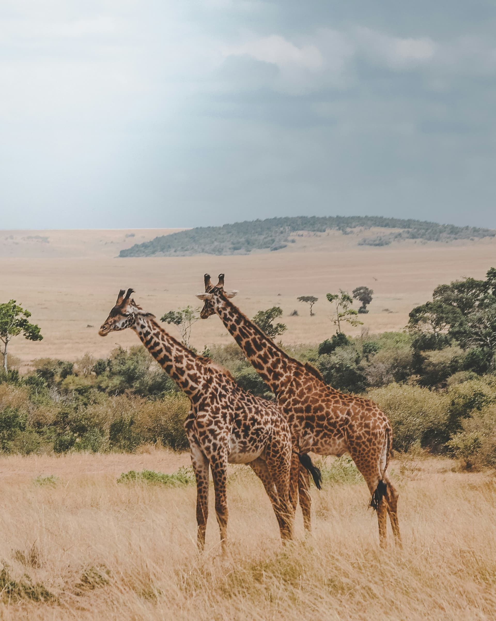 Conservation in East Africa