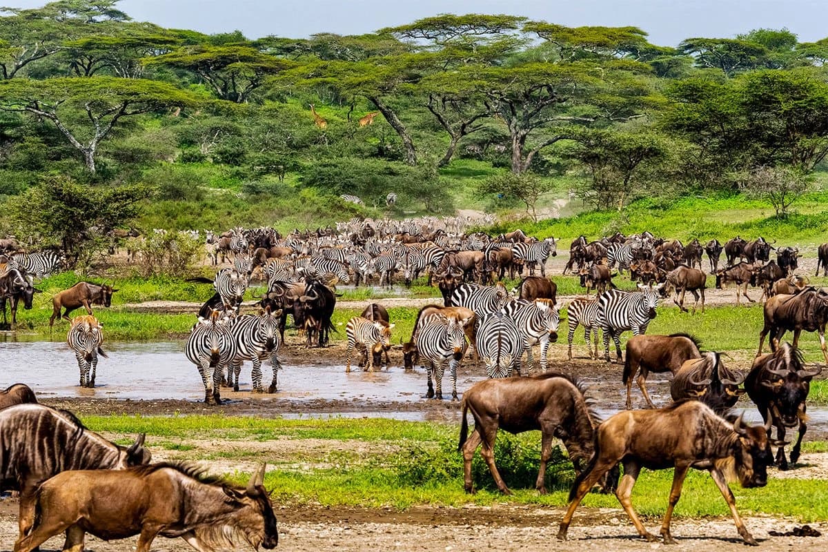 Great wildebeest migration safari guide
