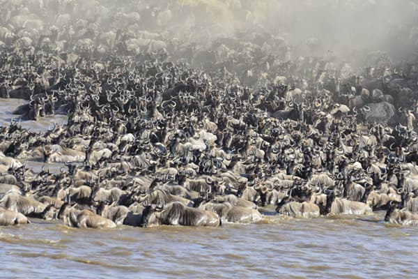 Wildebeest Mara River crossing at Tangulia Mara Camp
