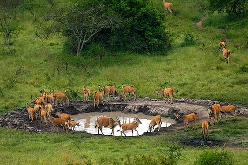 Salt Lick wildlife Masai Mara