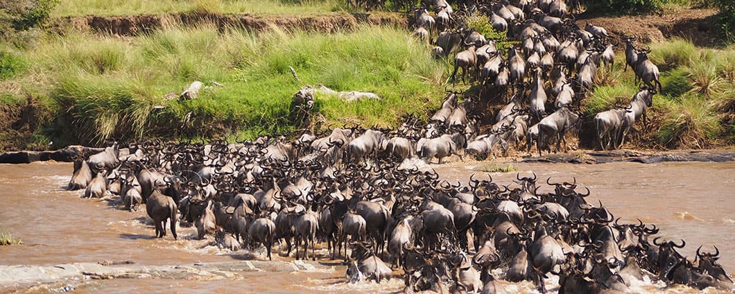 Wildebeest river crossing Kenya Tanzania