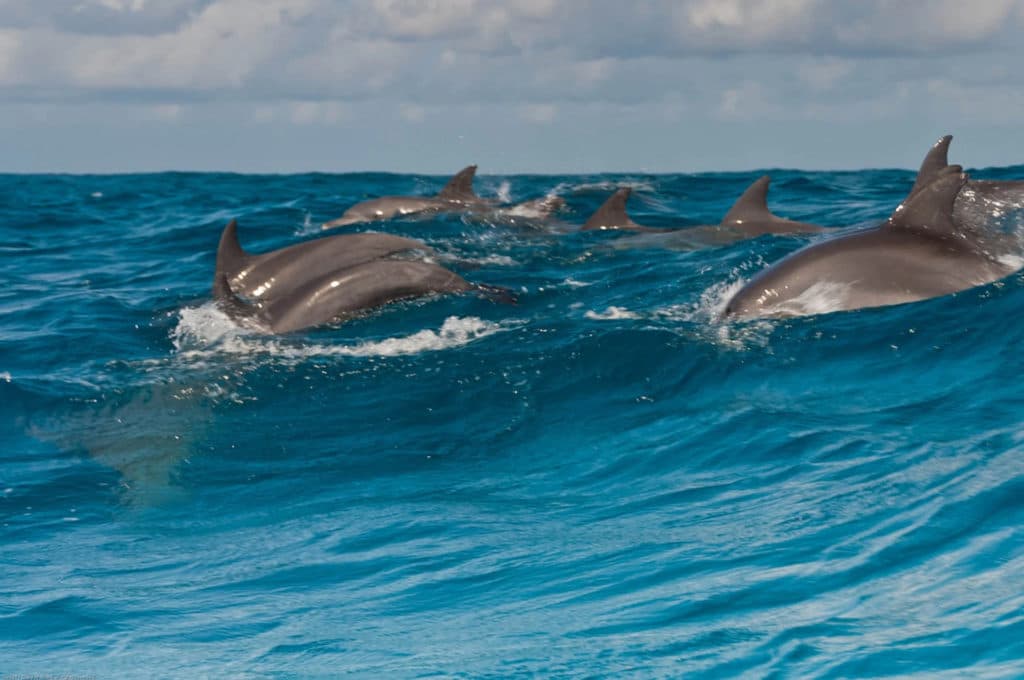 Swimming with dolphins Zanzibar