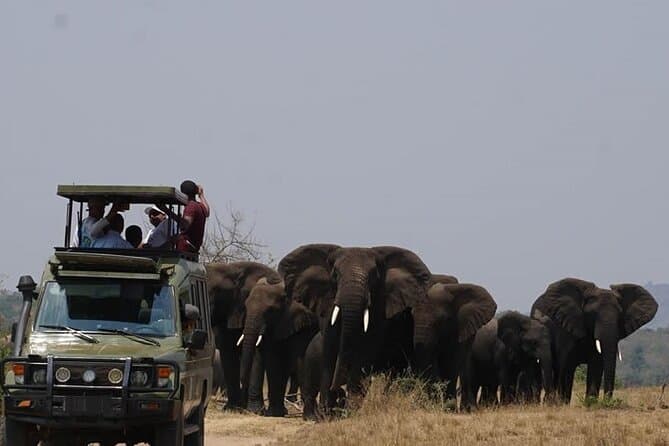 Best Time to Go on Safari