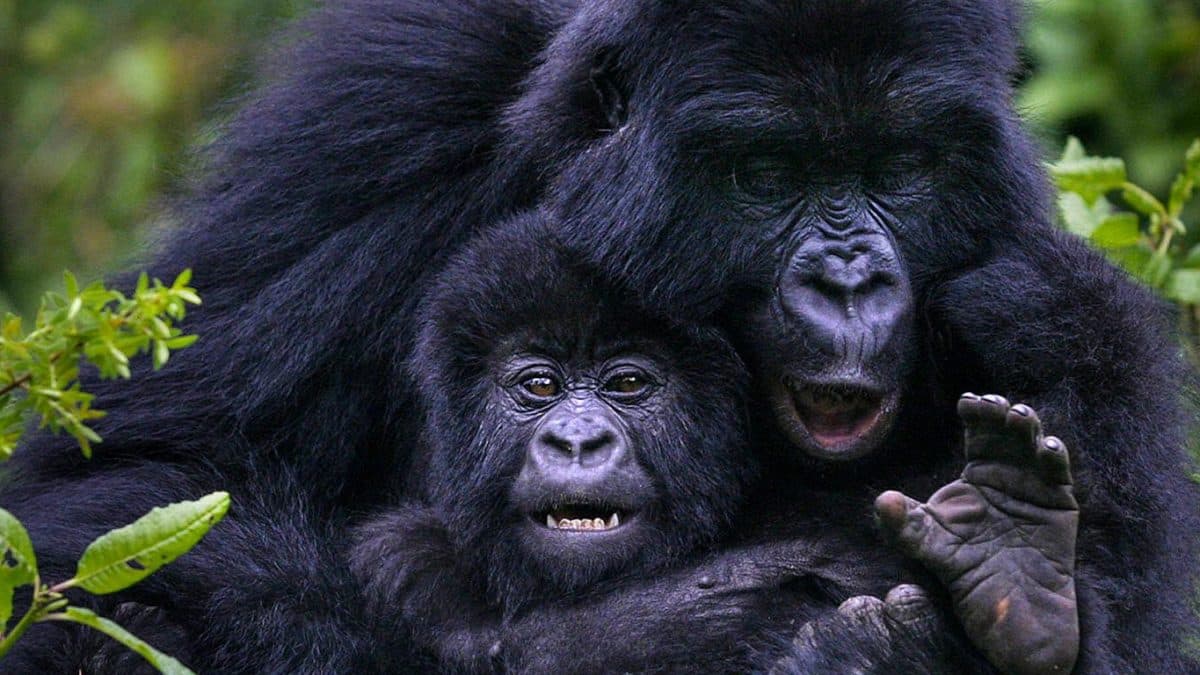 Gorilla Trekking, A Complete Guide