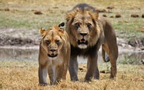Private safari experience