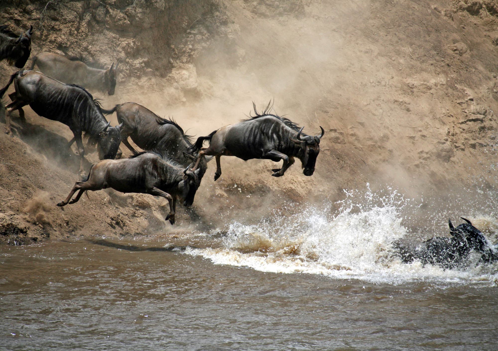 Great wildebeest migration Mara River crossing