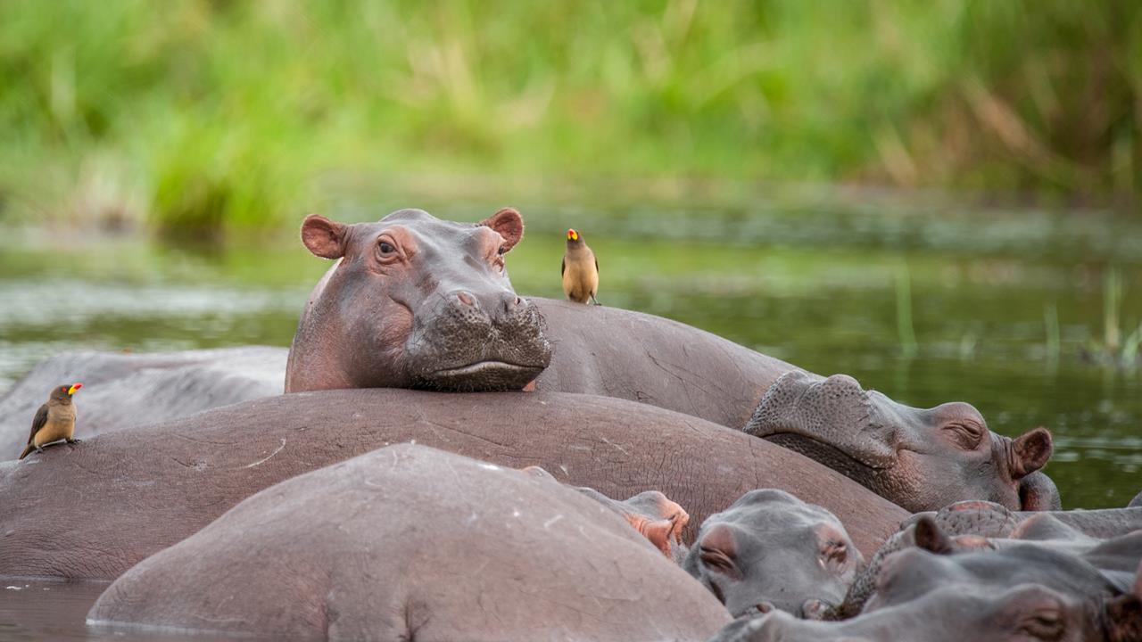 Hippos Murchison Falls Uganda boat safari