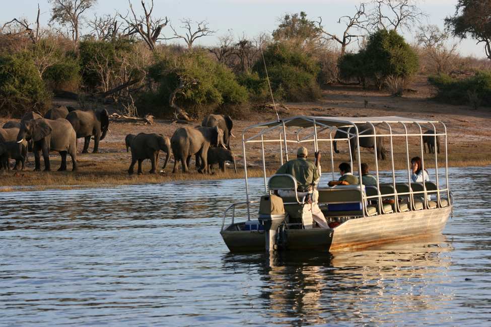 Chobe elephants Botswana boat cruise