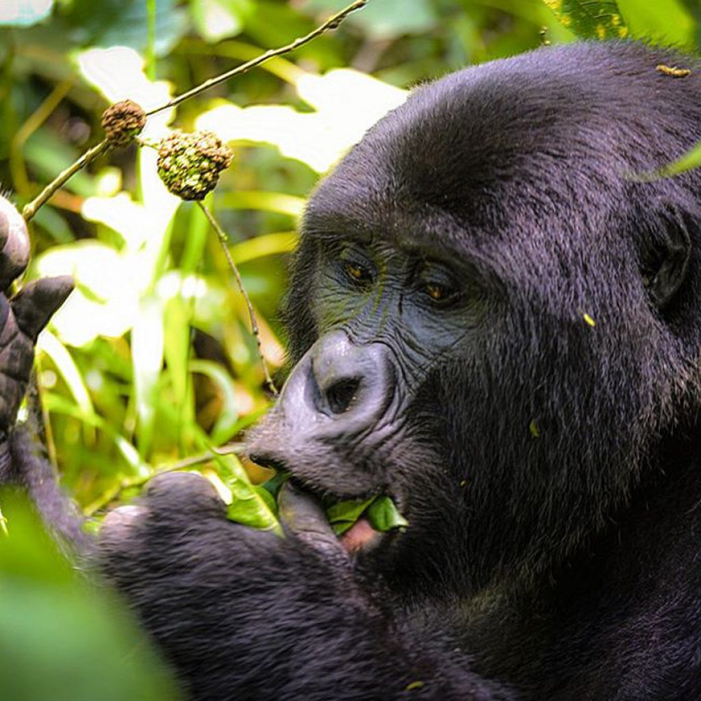 3-days-uganda-gorilla-trekking-safari-from-kigali-rwanda (1)