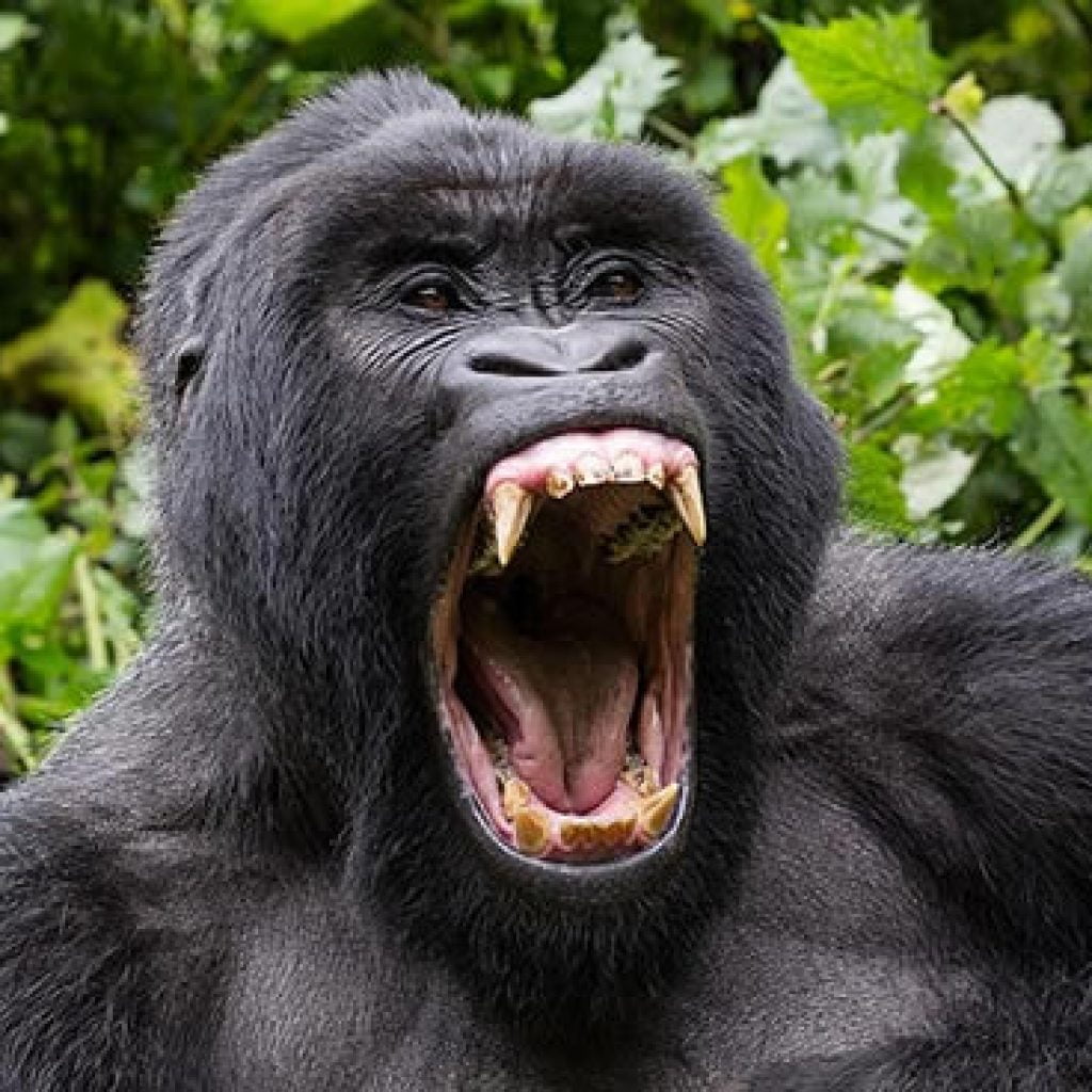 Uganda-Gorilla-Permits