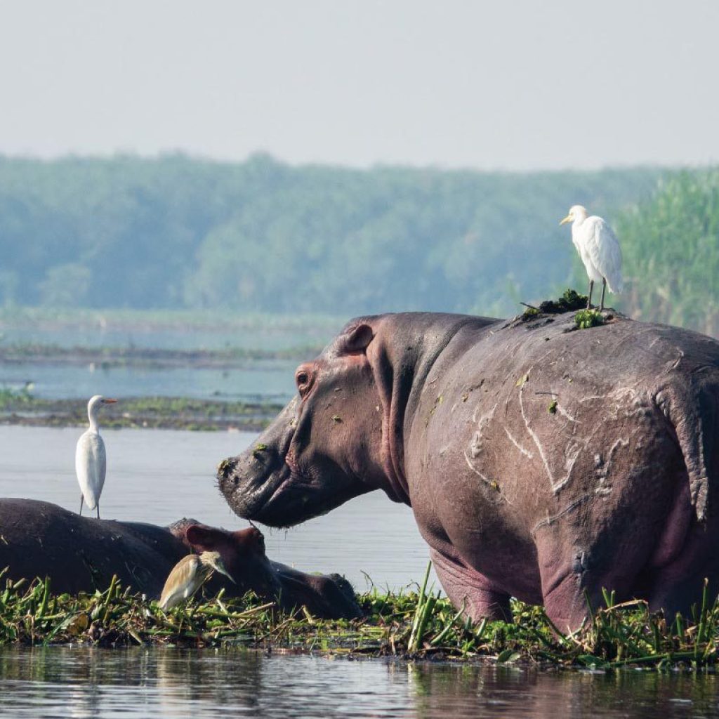 murchison-falls-national-park-uganda-safari-hippos