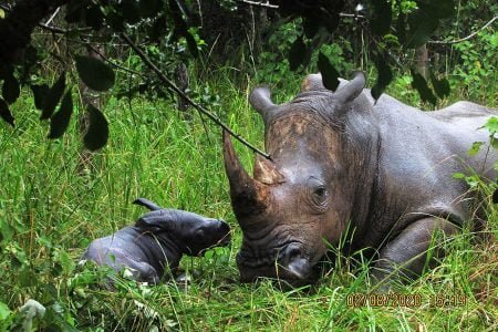 RHINO TRACKING IN UGANDA AT ZIWA SANCTUARY