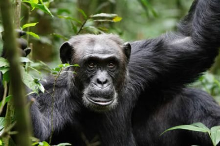 Chimpanzee tracking and habituation