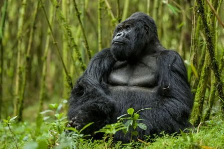 Mountain Gorilla Habituation Experience