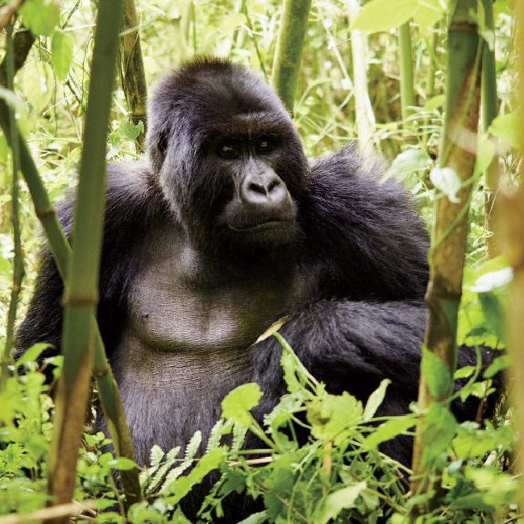mag-april17-rwanda-christopher-churchill (1)