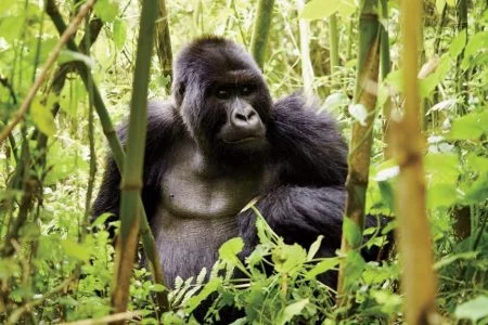 GORILLA TREKKING IS BUCKETLIST