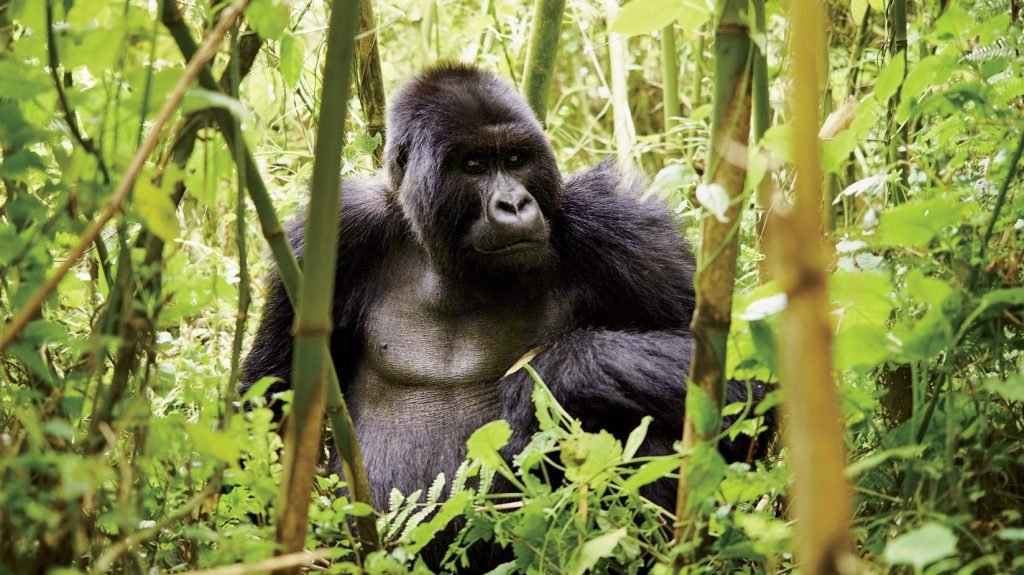 GORILLA TREKKING IS BUCKETLIST