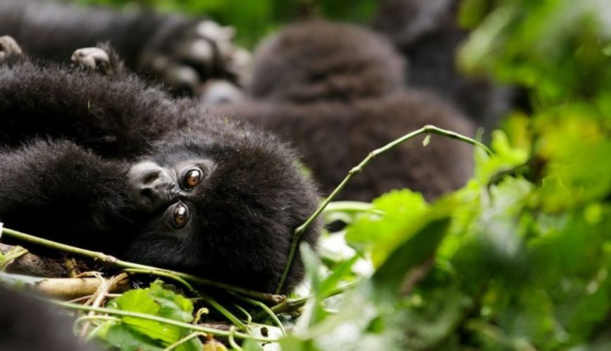 DEEP INSIGHT OF GORILLA TREKKING IN UGANDA AND RWANDA