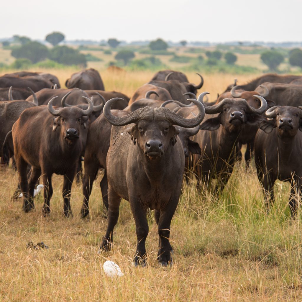 tanzania_uganda_selection-102