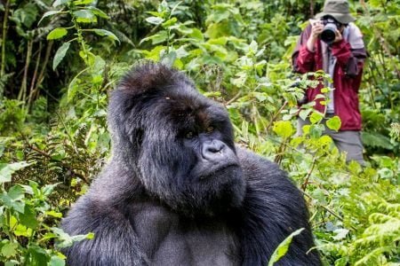 GORILLA TREKKING EXPERIENCE IN AFRICA