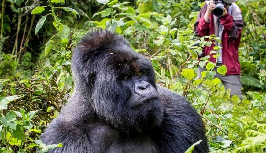 GORILLA TREKKING EXPERIENCE IN AFRICA