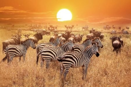 Kenya & Tanzania, Migration & Safari