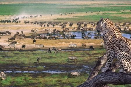 Ol Pejeta & Maasai Mara