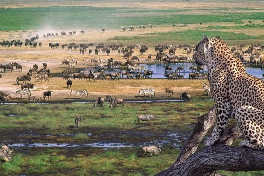 Ol Pejeta & Maasai Mara