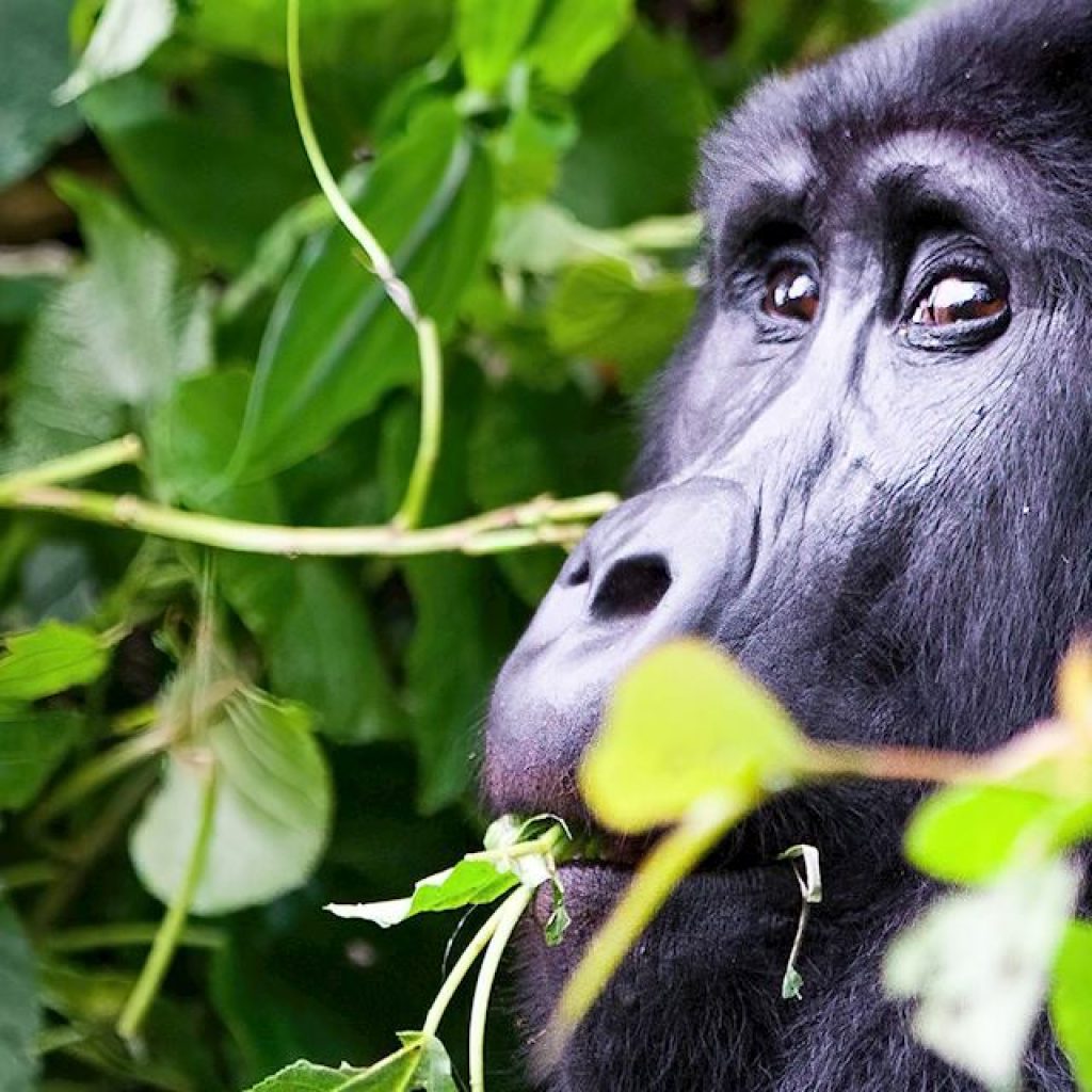 istock_24118964_uganda_bwindi_national_park_3000x1000