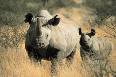 Rhino Tracking In East Africa