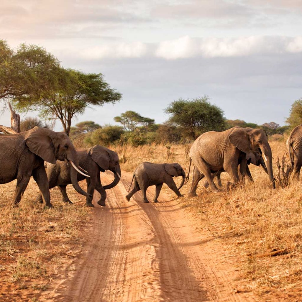 A family of elephants in Tarangire National park, Tanzania.