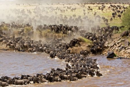 The Great Wildebeest Migration