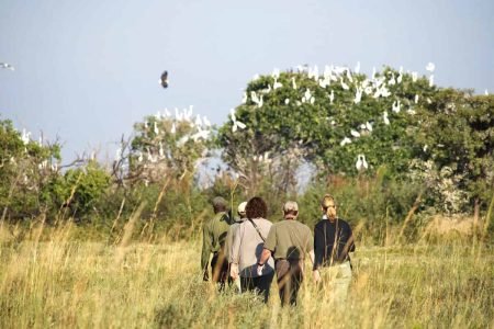 Walking Safari in the Naboisho Conservancy