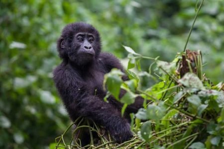 Chimpanzee & Gorilla Fly-In Safari