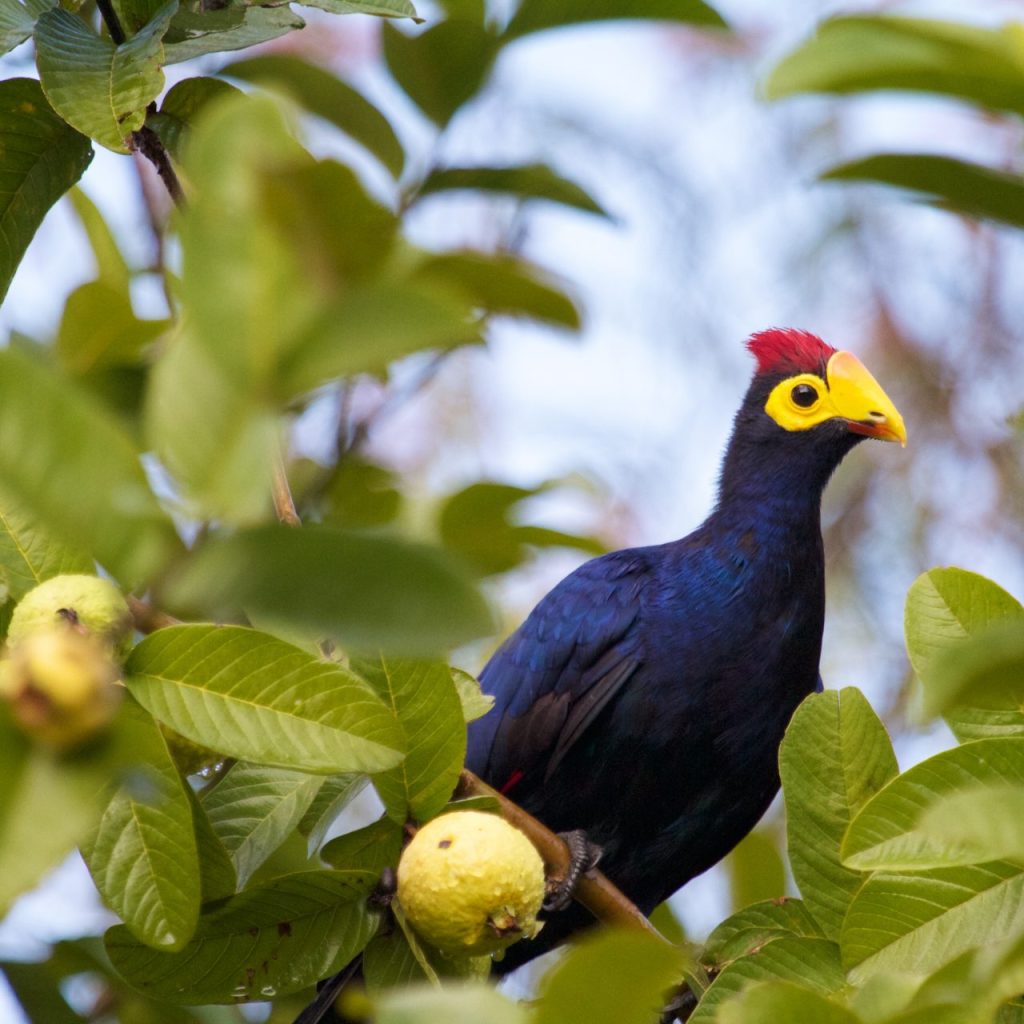 Birding-in-Rwanda-1