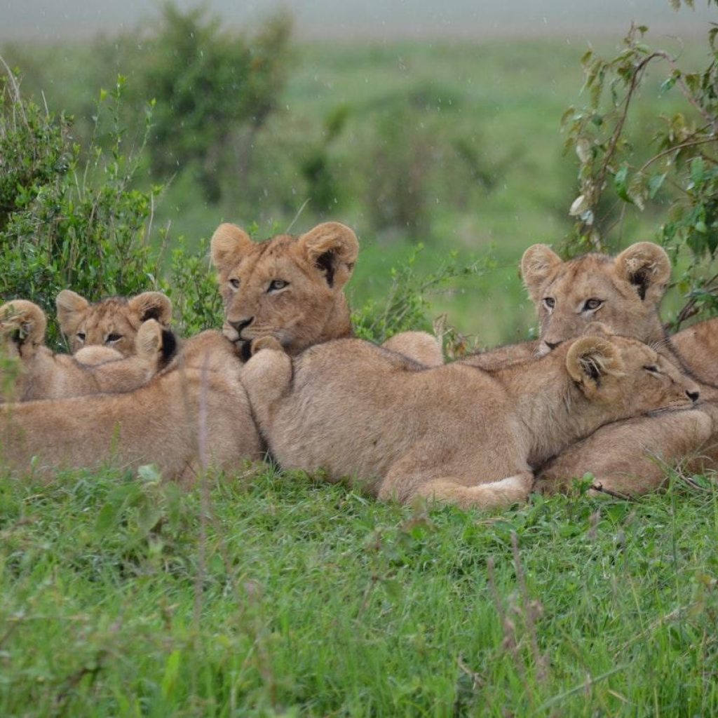 africa-kenya-lion-cubs-54514-3