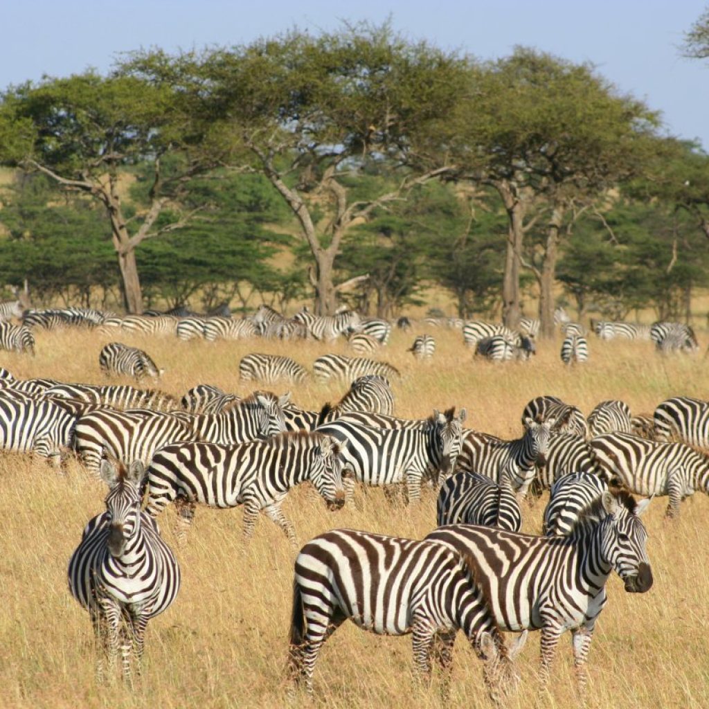 naboisho-camp-zebra-migration-kenya-safari