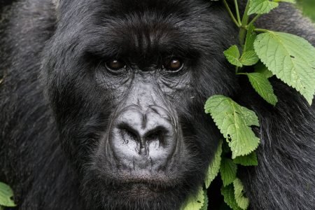 5 Days Rwanda Gorilla Encounter