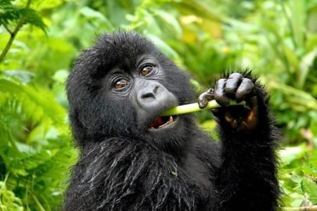 5 Days Rwanda Primate Adventure