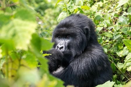 3 DAYS ULTIMATE RWANDA GORILLA SAFARI