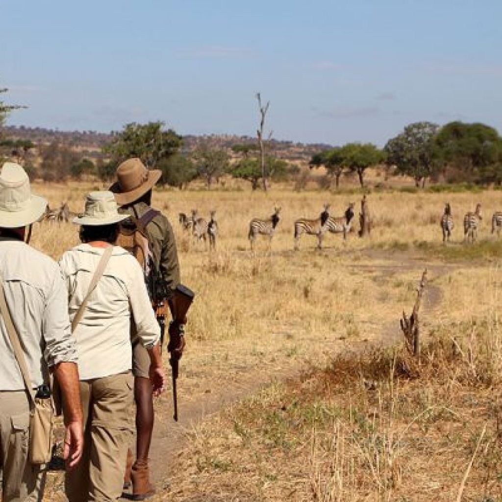 olivers-Zebra-Tarangire-national-park-walking-safari-Lewis-Mangaba-Quinton-Miller-HR-511x400